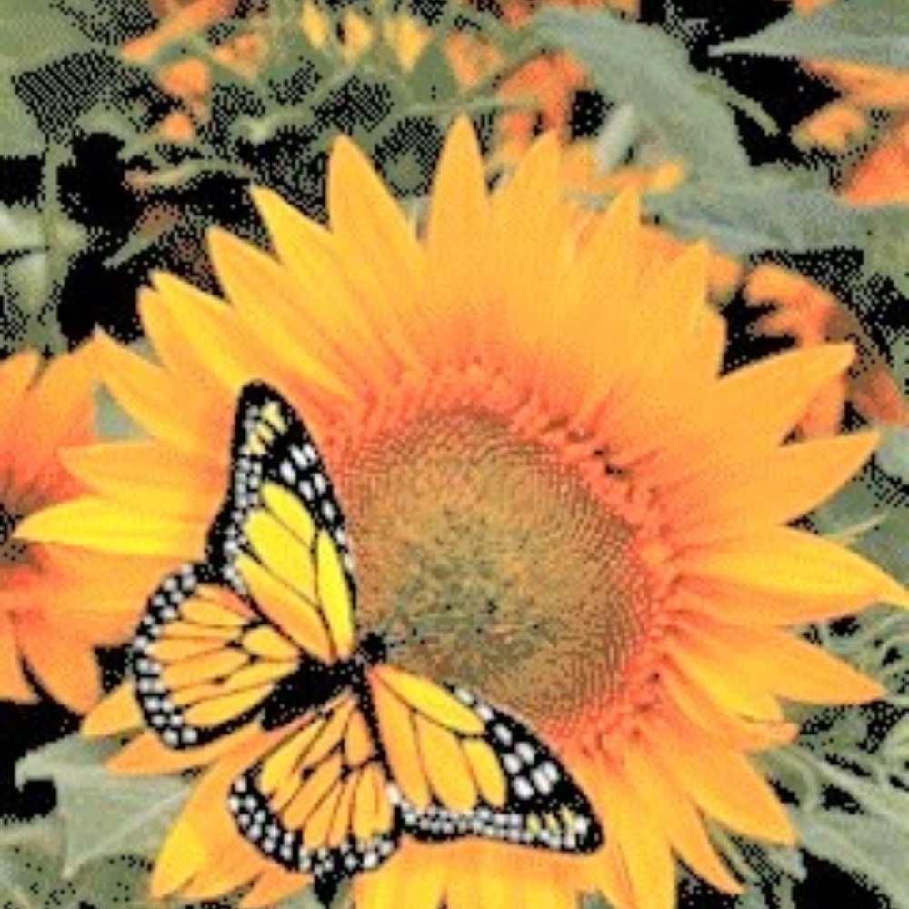 🌻🌻🌻  Sunflower Sunflower 🌻🌻🌻